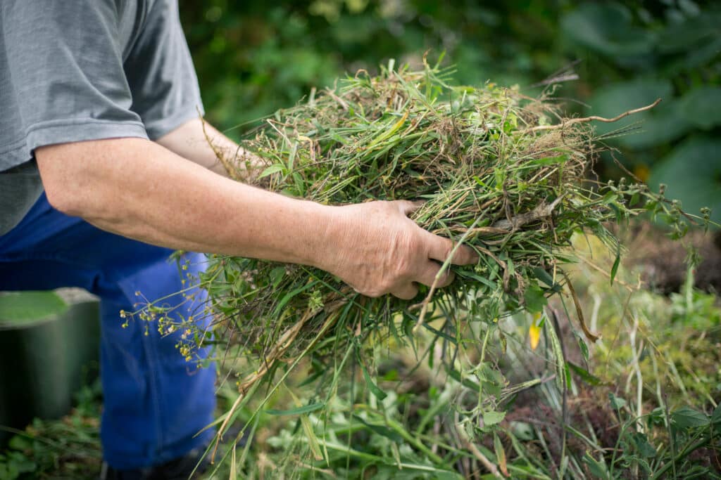 How to get rid of weeds before laying turf? Jam Pool Removals