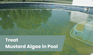 how to remove mustard algae from pool