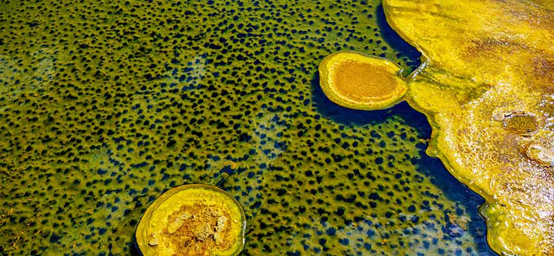 Types of Pool Algae: How to Identify and Treat Them? - Jam Pool